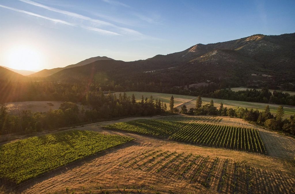 Drone view above vineyard during sunset.